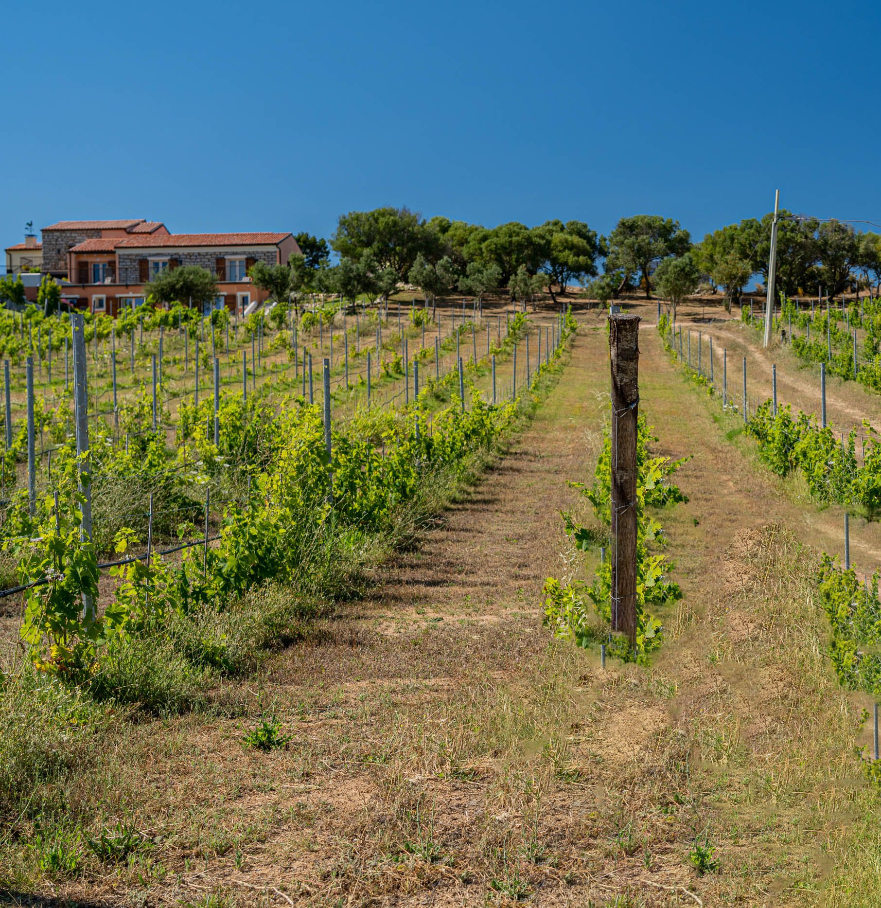 La produzione del vino biologico: un'alternativa sostenibile